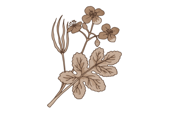 A Designer’s Take on the Chelidonium Herb Drawing for Embroidery