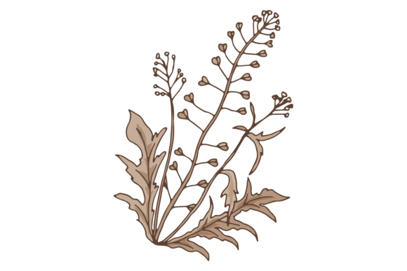 Capsella Drawing: A Botanical Embroidery Gem
